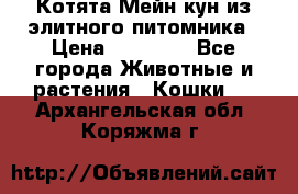 Котята Мейн-кун из элитного питомника › Цена ­ 20 000 - Все города Животные и растения » Кошки   . Архангельская обл.,Коряжма г.